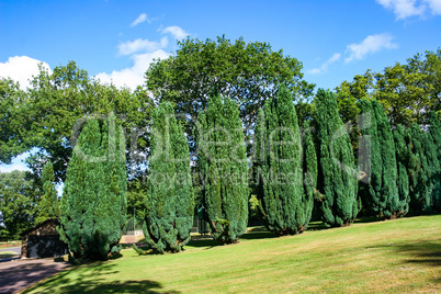 Conifer Trees