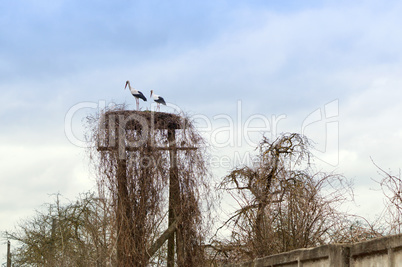 animal, nest, stork, bird, nature, wildlife, big bird, white stork, natural