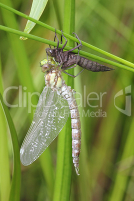 Dragonfly   (Anax imperator)