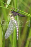 Dragonfly   (Anax imperator)