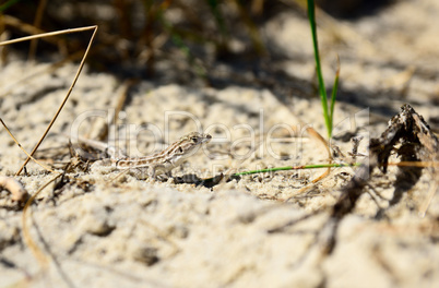 lizard crawling on sand