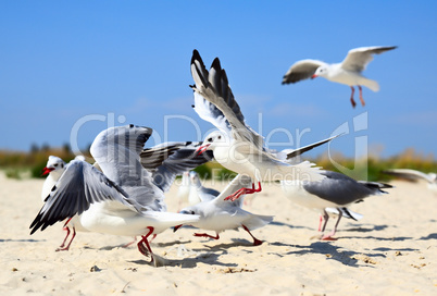 flock of sea gulls in flight on a sandy beach