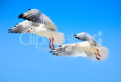 Two white sea gulls fly high in the sky
