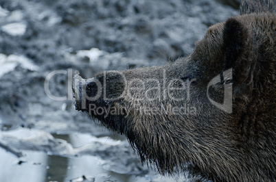 Wild boar detail