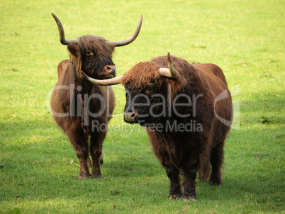 Highland cattle on green meadow