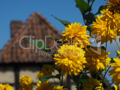 Beautiful yellow summer flowers