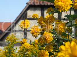 Yellow summer flowers with half-timbered house