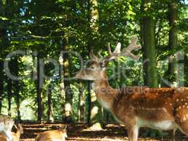 Fallow deer in a forest