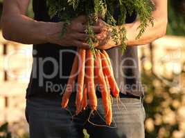 Man holding organic carrots