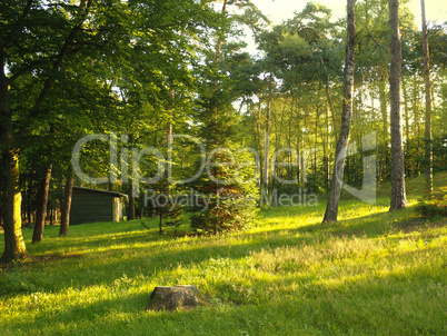 Light beams in the woods