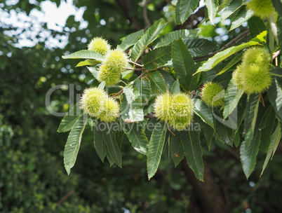 chestnut tree with fruits