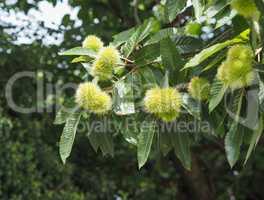 chestnut tree with fruits