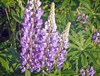 Flowering lupine on the field.