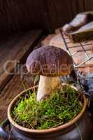 Boletus edulis ( penny bun)