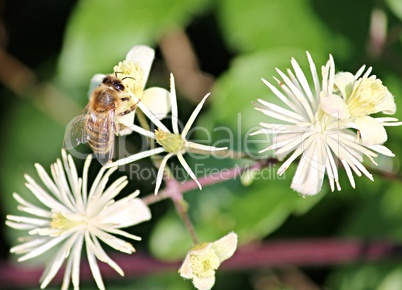 Biene bestäubt Blüte