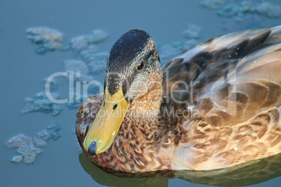 Stockente im Wasser