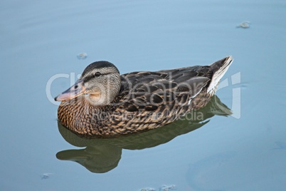 Stockente auf blauem Wasser