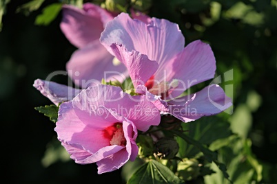 violette Blüte von Hibiskus