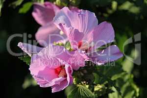violette Blüte von Hibiskus