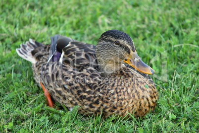 Ente sitzt im Gras