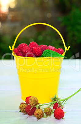 Ripe red raspberries in a yellow iron bucket
