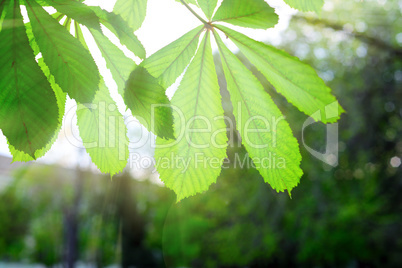 A branch with green leaves