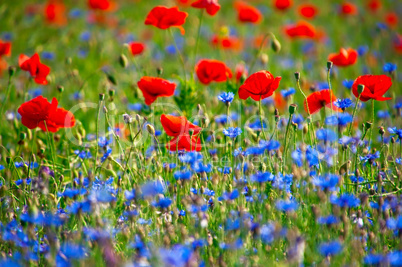 field with red poppies and blue cornflowers