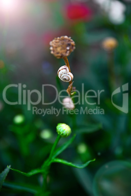 snail on flower stalk,