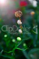 snail on flower stalk,