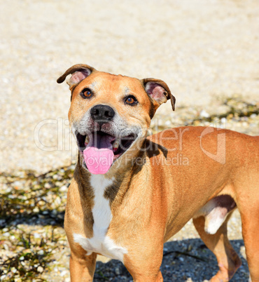 red-haired American pit bull outdoors