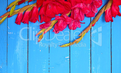 bouquet of red gladiolus