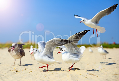 Sea gulls walk and wave their wings