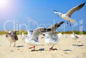 Sea gulls walk and wave their wings