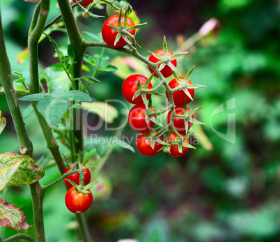 bunch of ripe red cherry tomatoes on a green bush