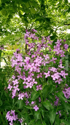 fleurs mauve