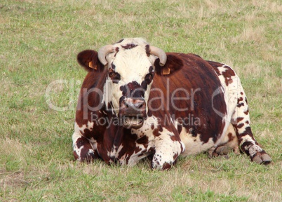 vache couchée