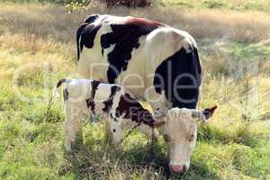 une vache et son veau