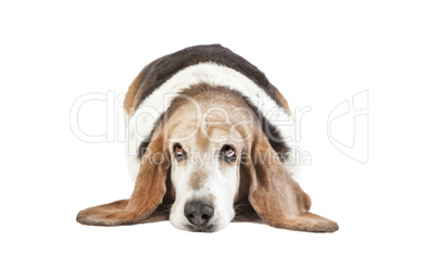 basset hound lange Ohren