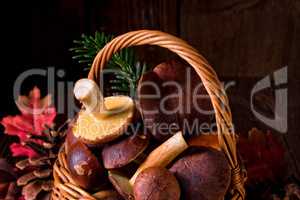 forest mushroom collections