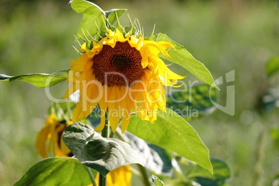 wilde Sonnenblume im Feld