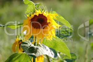 wilde Sonnenblume im Feld