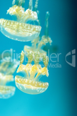 Golden jelly, Phyllorhiza punctata, is also known as the floatin