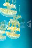 Golden jelly, Phyllorhiza punctata, is also known as the floatin