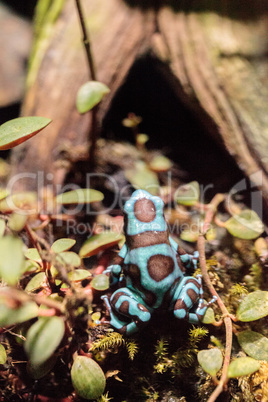 Green and black poison dart frog Dendrobates auratus