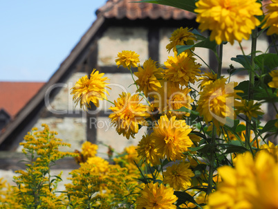 Yellow summer flowers with half-timbered house