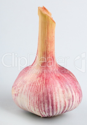 Garlic on green Background