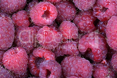 many raspberry at day