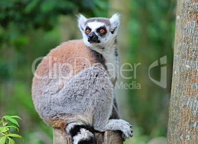 Lemurenaffe sitzt auf Baum