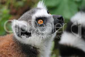 Lemurenaffe mit gelben Augen