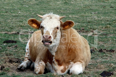 vache couchée